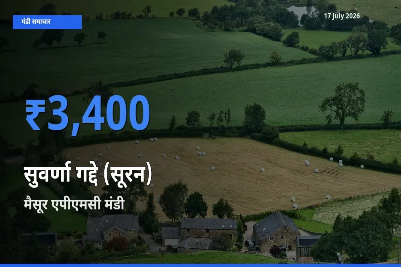 आज का मंडी भाव: सुवर्णा गद्दे (सूरन) के सबसे ज़्यादा दाम मैसूर एपीएमसी में