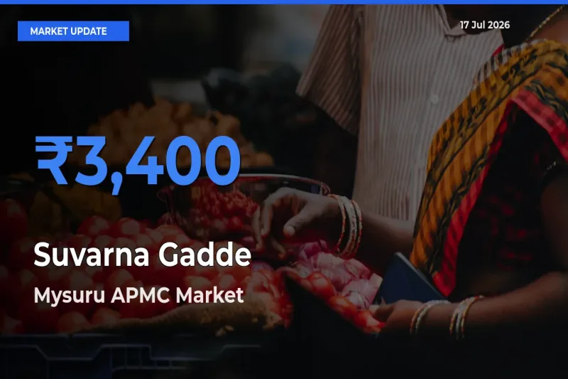 Mysuru APMC Offers ₹3,400 – Highest Suvarna Gadde Rate Today