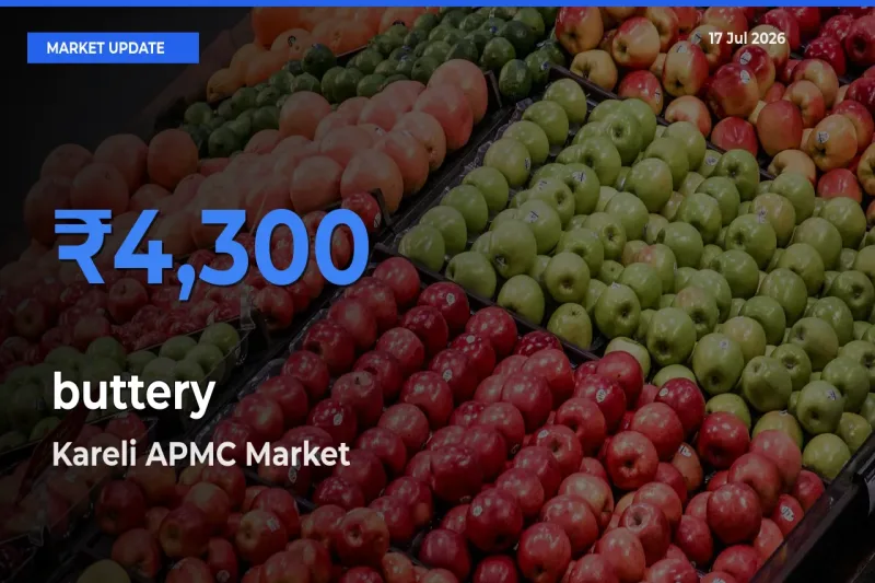 Kareli APMC Emerges as Top Mandi for buttery Prices Today