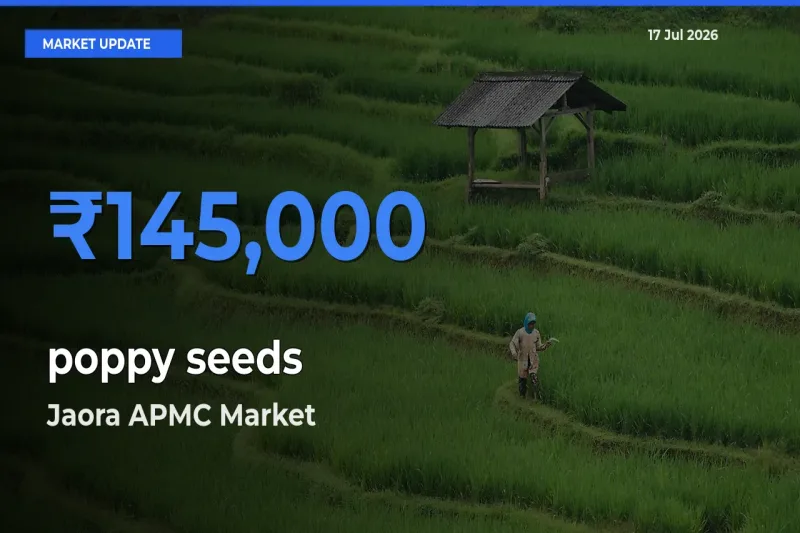 Jaora APMC Tops poppy seeds Rates – July 17 Market Update