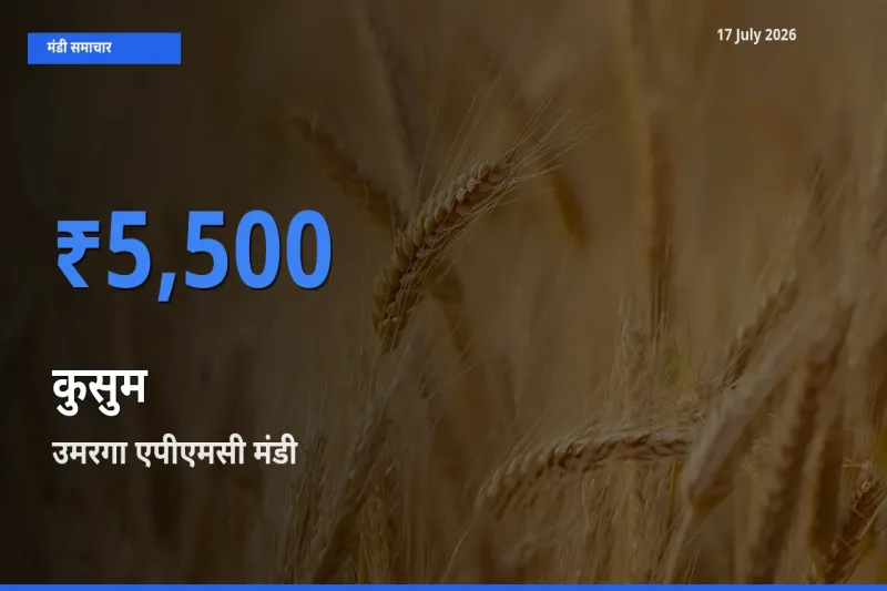 बाज़ार संकेत: उमरगा एपीएमसी बना कुसुम के लिए आज की टॉप मंडी