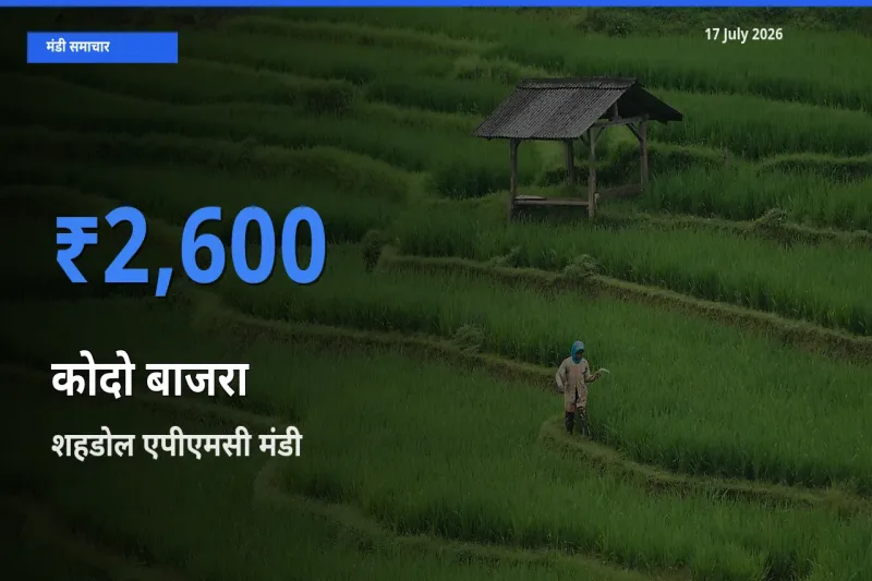 आज कोदो बाजरा के सबसे ज़्यादा दाम शहडोल एपीएमसी मंडी में दर्ज