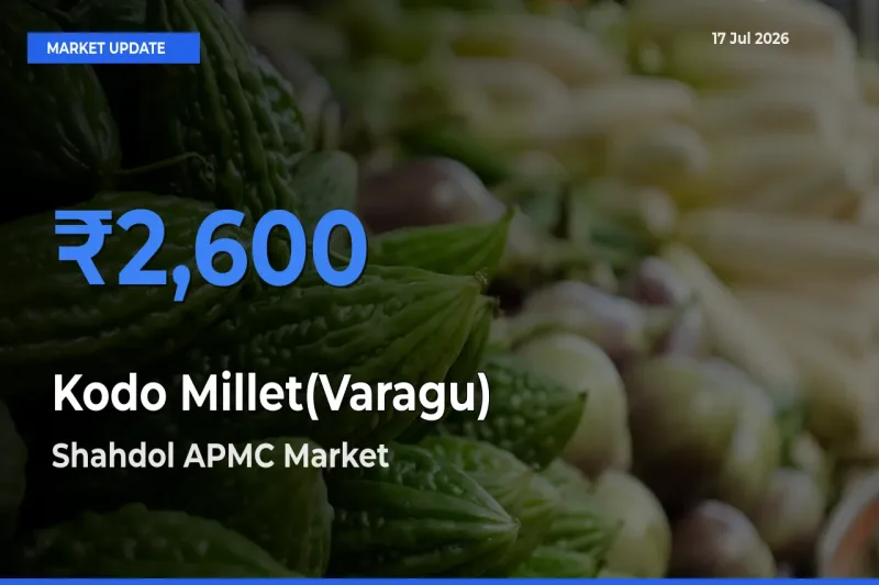 Shahdol APMC Tops Kodo Millet(Varagu) Rates – July 17 Market Update
