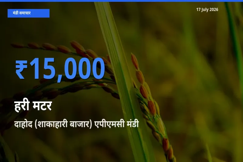 बाज़ार संकेत: दाहोद (शाकाहारी बाजार) एपीएमसी बना हरी मटर के लिए आज की टॉप मंडी