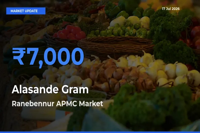 Ranebennur APMC Offers ₹7,000 – Highest Alasande Gram Rate Today