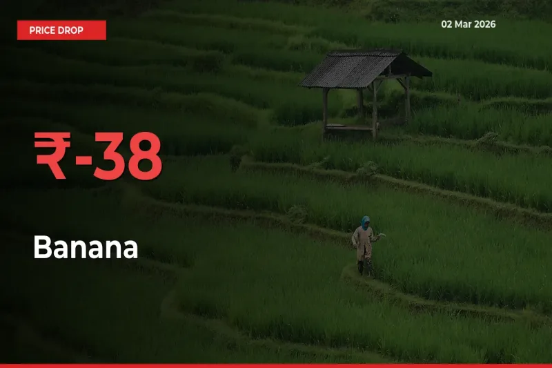 This Mandi Records 37.53% Fall in Banana Prices