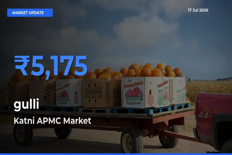 gulli Mandi Rate Today: Katni APMC Tops the List