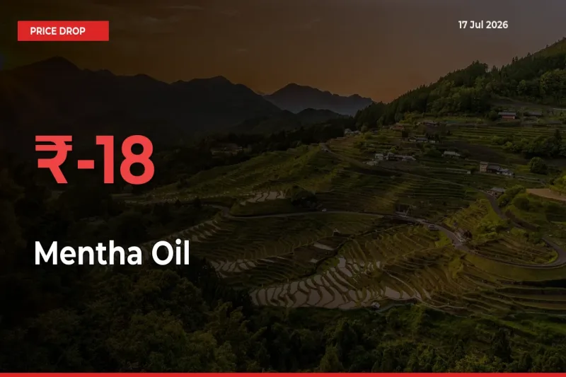 Farmers Alert as Mentha Oil Prices Slide 18.24% in Local Mandis