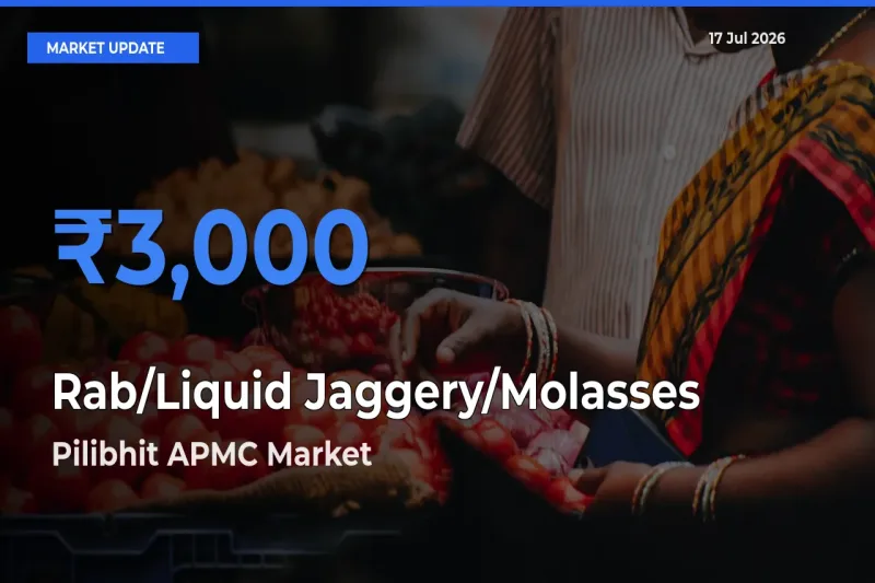 Pilibhit APMC Offers ₹3,000 – Highest Rab/Liquid Jaggery/Molasses Rate Today