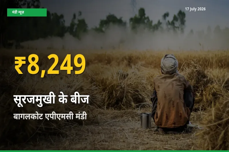 रिकॉर्ड तेज़ी! बागलकोट एपीएमसी में सूरजमुखी के बीज ₹8,249 पर पहुँचा