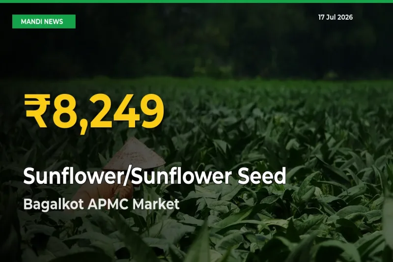 Why Sunflower/Sunflower Seed Prices Are Climbing in Bagalkot APMC – Today’s New High Explained