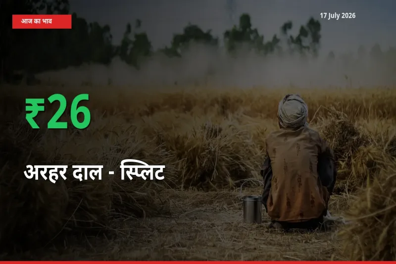 आज का मंडी भाव: अरहर दाल - स्प्लिट के दाम मंडी में 25.61% ऊपर