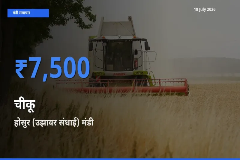 होसुर (उझावर संधाई) में चीकू का आज सबसे ऊँचा भाव