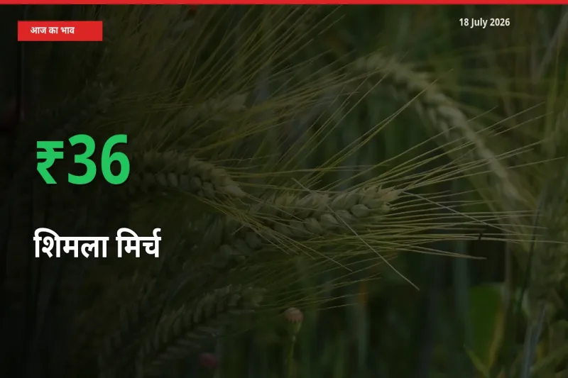 अचानक तेजी! मंडी में शिमला मिर्च के दाम 35.61% चढ़े