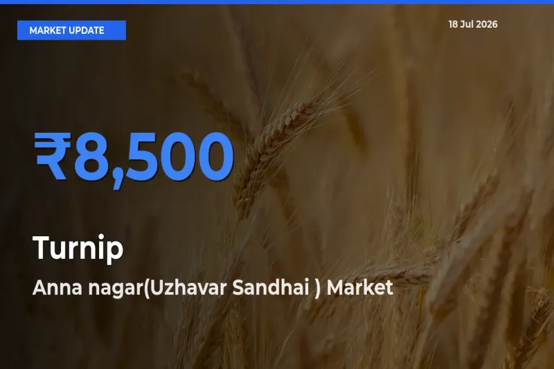 Anna nagar(Uzhavar Sandhai ) Tops Turnip Rates – July 18 Market Update