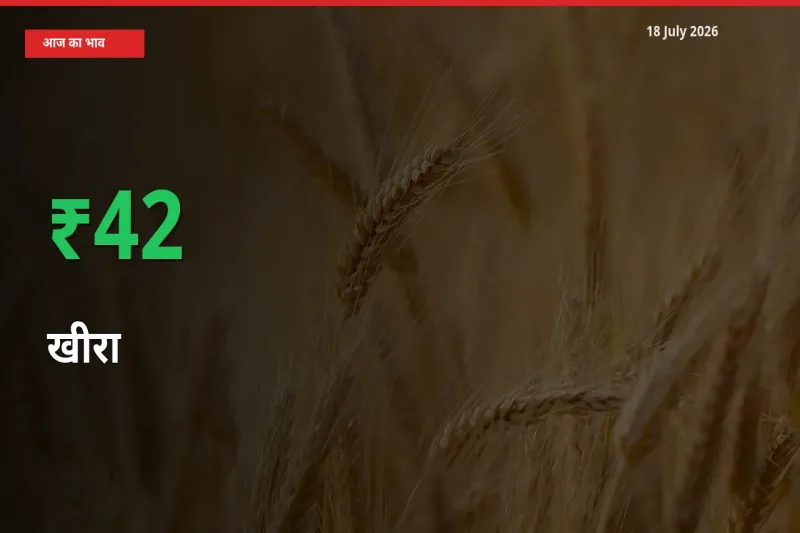 आज का मंडी भाव: खीरा के दाम मंडी में 42.42% ऊपर