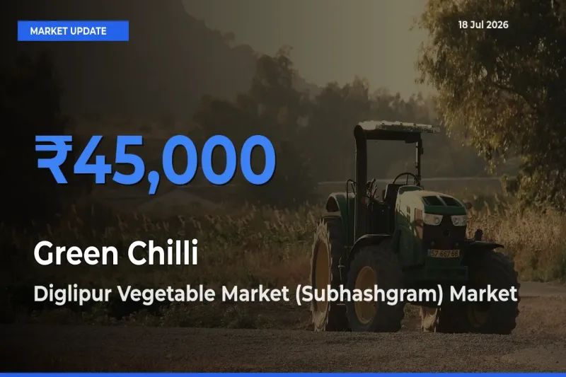 Top Performer! Diglipur Vegetable Market (Subhashgram) Offers Best Green Chilli Price Today