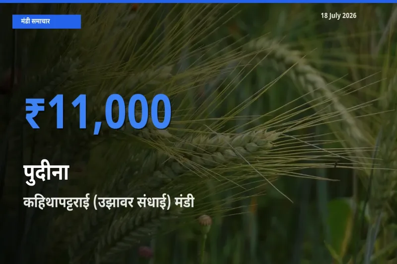 किसानों की पसंद बना कहिथापट्टराई (उझावर संधाई), पुदीना के सबसे अच्छे दाम