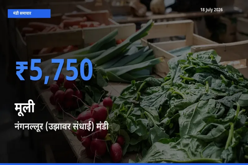 बाज़ार संकेत: नंगनल्लूर (उझावर संधाई) बना मूली के लिए आज की टॉप मंडी