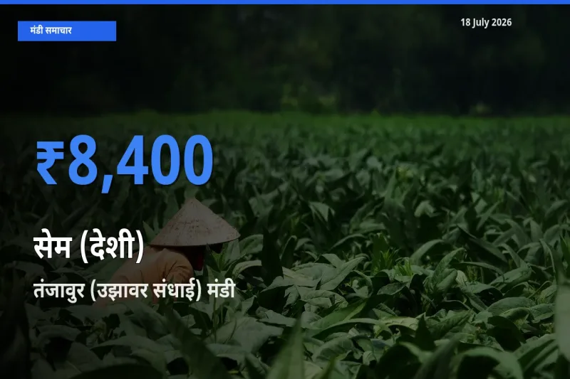 आज का मंडी भाव: सेम (देशी) के सबसे ज़्यादा दाम तंजावुर (उझावर संधाई) में
