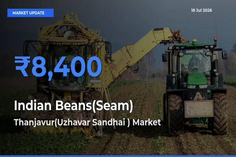Top Performer! Thanjavur(Uzhavar Sandhai ) Offers Best Indian Beans(Seam) Price Today