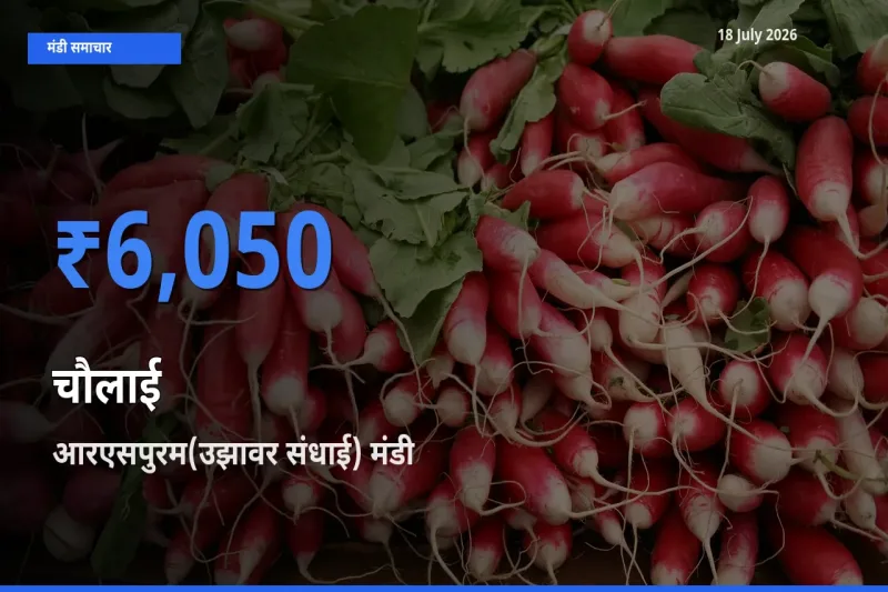 किसानों की पसंद बना आरएसपुरम(उझावर संधाई), चौलाई के सबसे अच्छे दाम