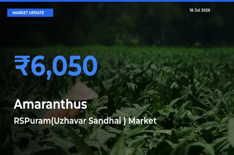 Top Performer! RSPuram(Uzhavar Sandhai ) Offers Best Amaranthus Price Today