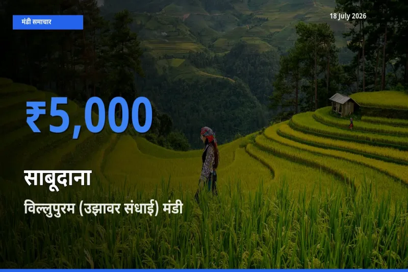 आज साबूदाना के सबसे ज़्यादा दाम विल्लुपुरम (उझावर संधाई) मंडी में दर्ज
