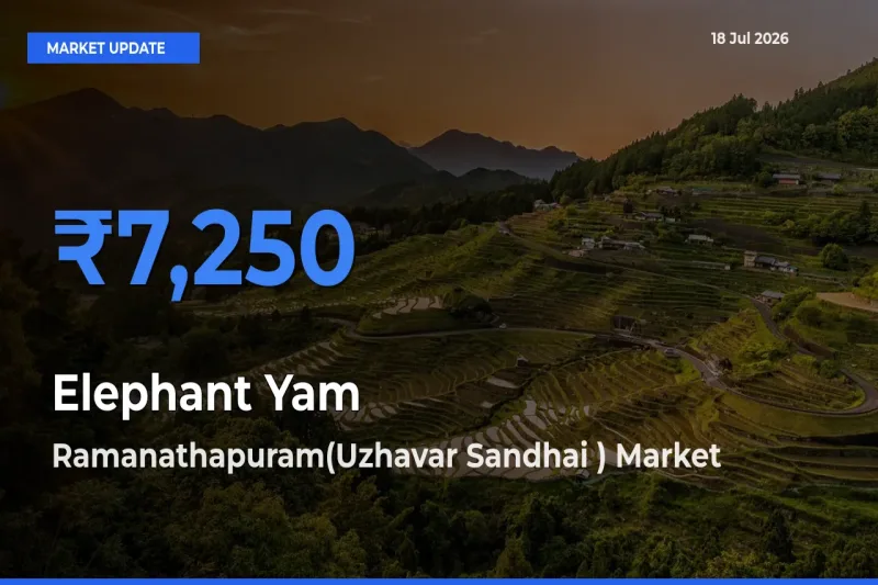 Elephant Yam Mandi Rate Today: Ramanathapuram(Uzhavar Sandhai ) Tops the List