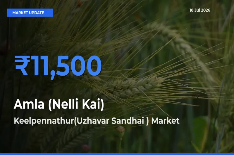 Top Performer! Keelpennathur(Uzhavar Sandhai ) Offers Best Amla (Nelli Kai) Price Today
