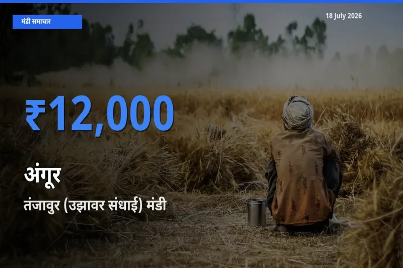टॉप मंडी बना तंजावुर (उझावर संधाई)! अंगूर के सबसे ऊँचे दाम यहीं दर्ज