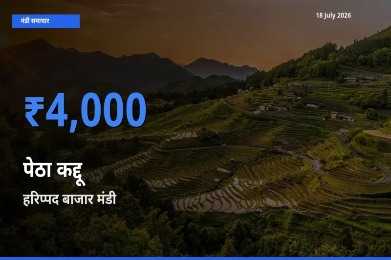 हरिप्पद बाजार में पेठा कद्दू का आज सबसे ऊँचा भाव