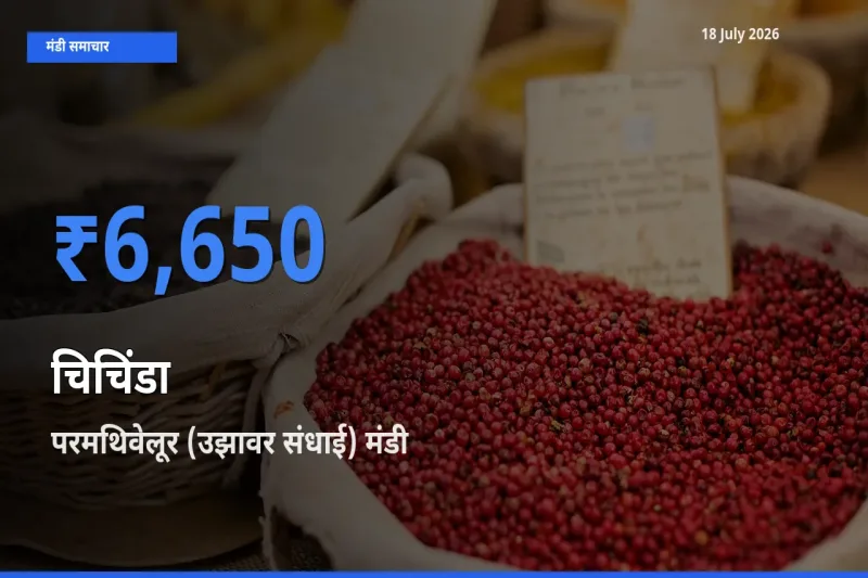 आज चिचिंडा के सबसे ऊँचे दाम ₹6,650 परमथिवेलूर (उझावर संधाई) मंडी में