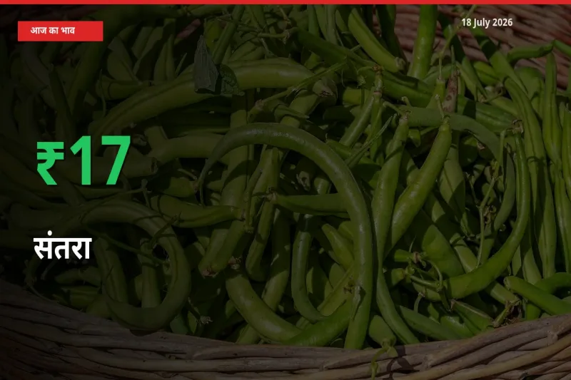 18 July अपडेट: संतरा के दाम मंडी में 16.97% उछले