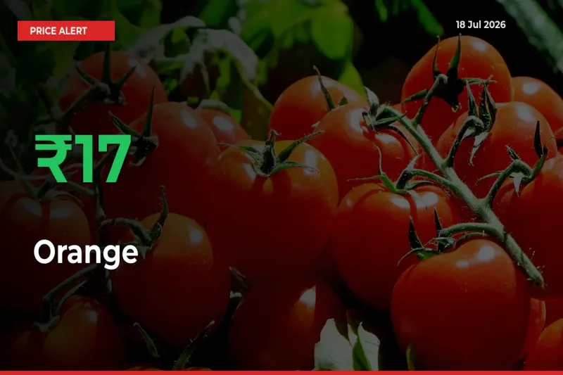 Farmers Cheer as Orange Prices Surge 16.97% in Local Mandis