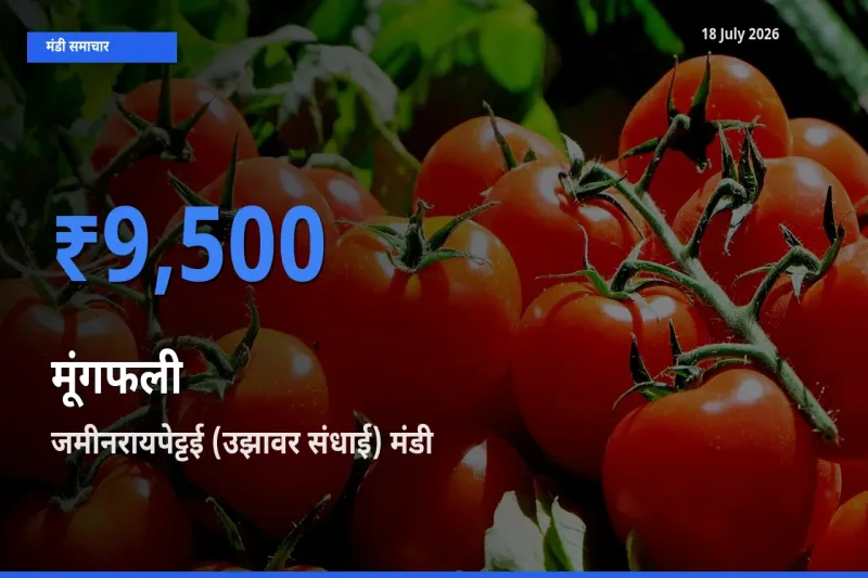 जमीनरायपेट्टई (उझावर संधाई) में मूंगफली का आज सबसे ऊँचा भाव