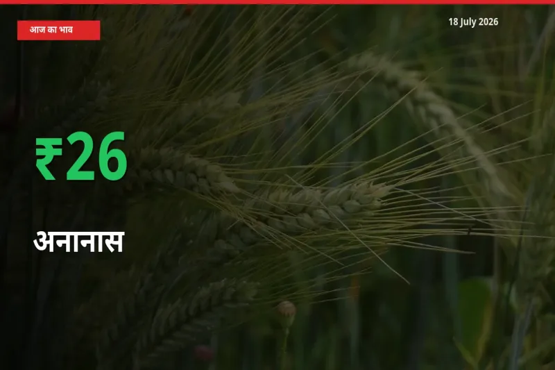 अनानास 25.79% उछला, मंडी