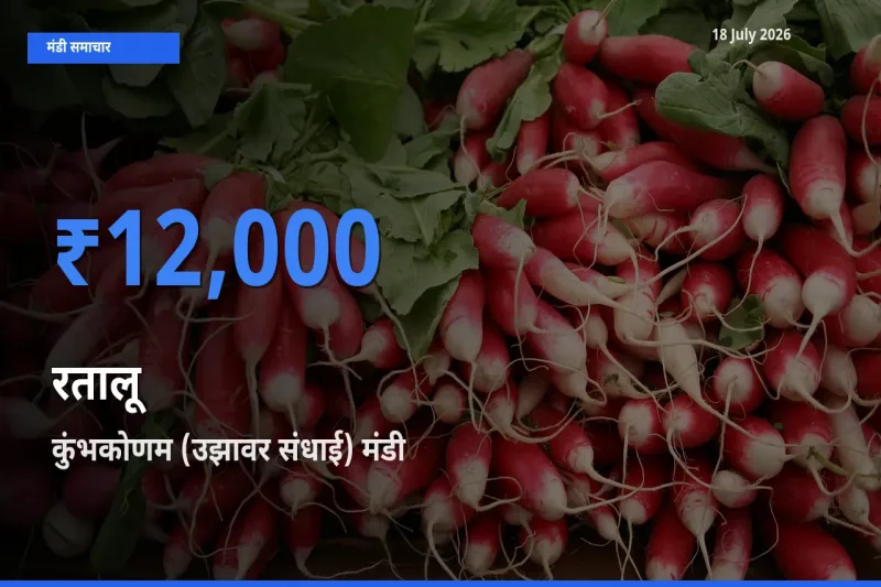 आज का मंडी भाव: रतालू के सबसे ज़्यादा दाम कुंभकोणम (उझावर संधाई) में
