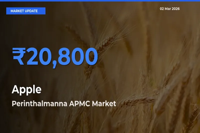 Apple Mandi Rate Today: Perinthalmanna APMC Tops the List