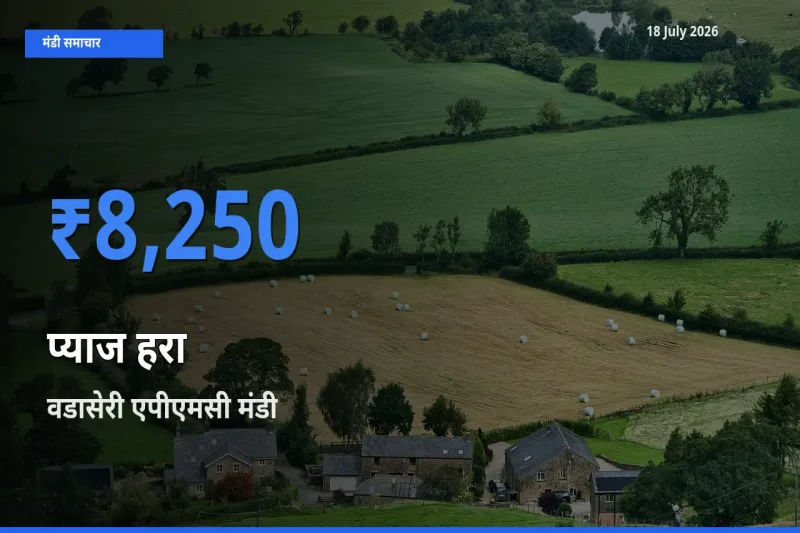आज का मंडी भाव: प्याज हरा के सबसे ज़्यादा दाम वडासेरी एपीएमसी में