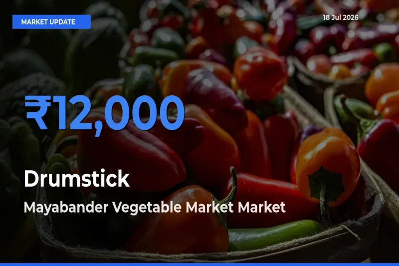 Mayabander Vegetable Market Offers ₹12,000 – Highest Drumstick Rate Today