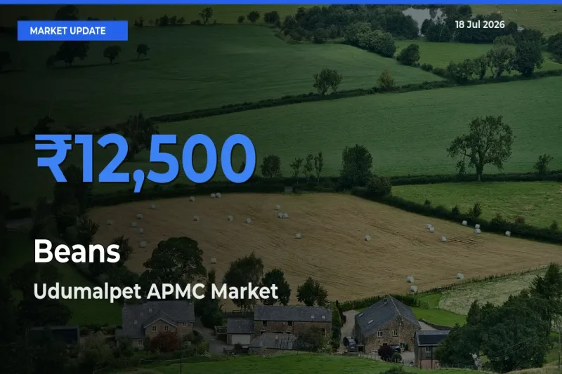 Udumalpet APMC Emerges as Top Mandi for Beans Prices Today