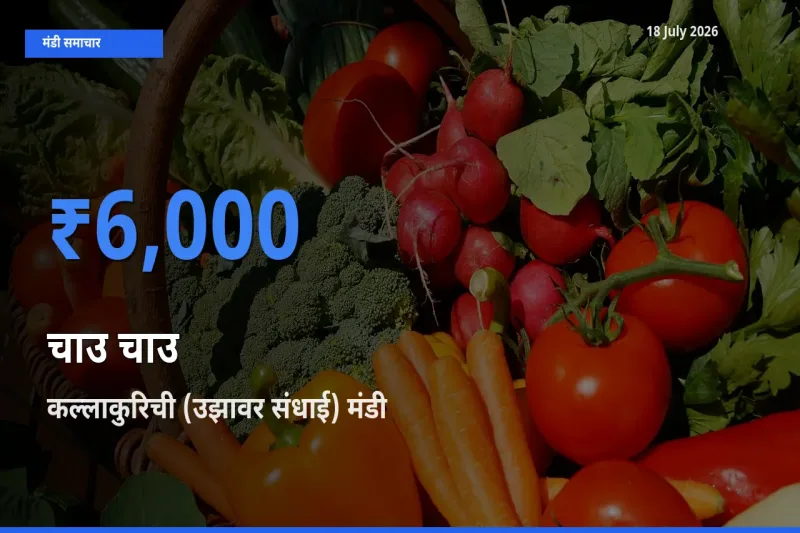 कल्लाकुरिची (उझावर संधाई) में चाउ चाउ का आज सबसे ऊँचा भाव