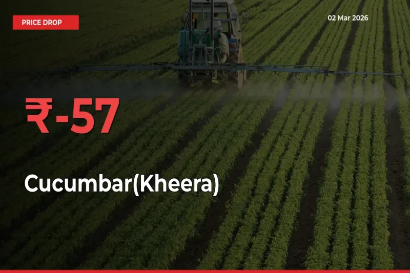 Sudden Shock! Cucumbar(Kheera) Drops 56.54% in 24 Hours at Top Mandis