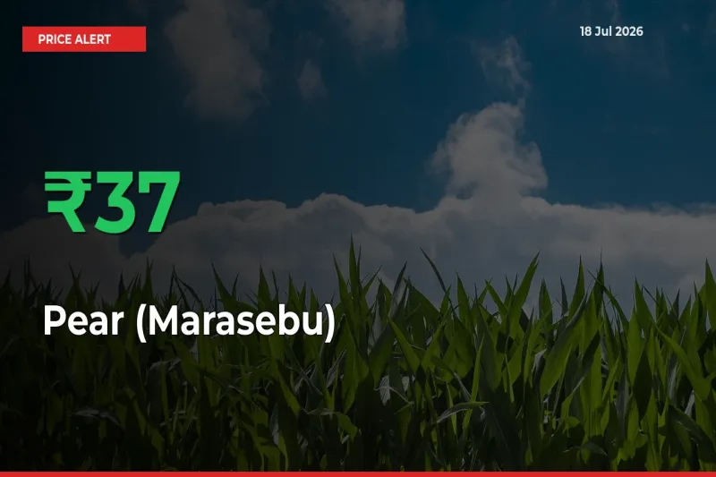 37.27% Spike in Pear (Marasebu) Prices – Mandi Sees Sudden Rally