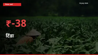 अचानक झटका! मंडी में टिंडा के दाम 37.69% टूटे
