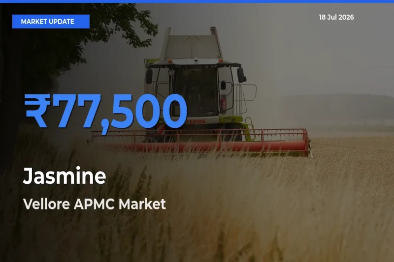 Top Performer! Vellore APMC Offers Best Jasmine Price Today