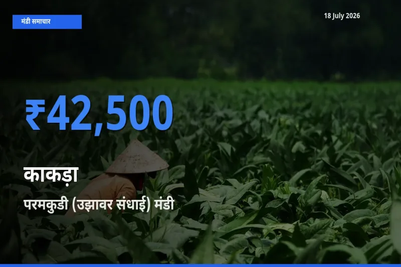 आज का मंडी भाव: काकड़ा के सबसे ज़्यादा दाम परमकुडी (उझावर संधाई) में