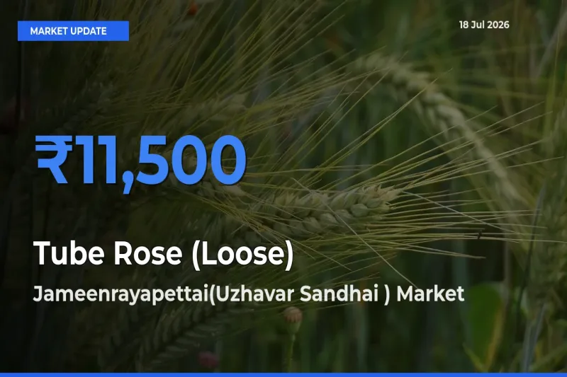 Jameenrayapettai(Uzhavar Sandhai ) Emerges as Top Mandi for Tube Rose (Loose) Prices Today
