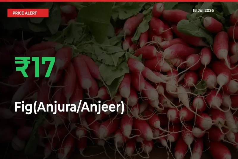 Sharp Jump! Fig(Anjura/Anjeer) Prices Climb 16.67% in 24 Hours at Key Mandis